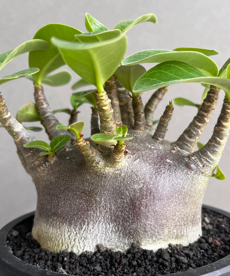 アデニウム アラビカム スーパー ドワーフ “ブラック” 「Adenium