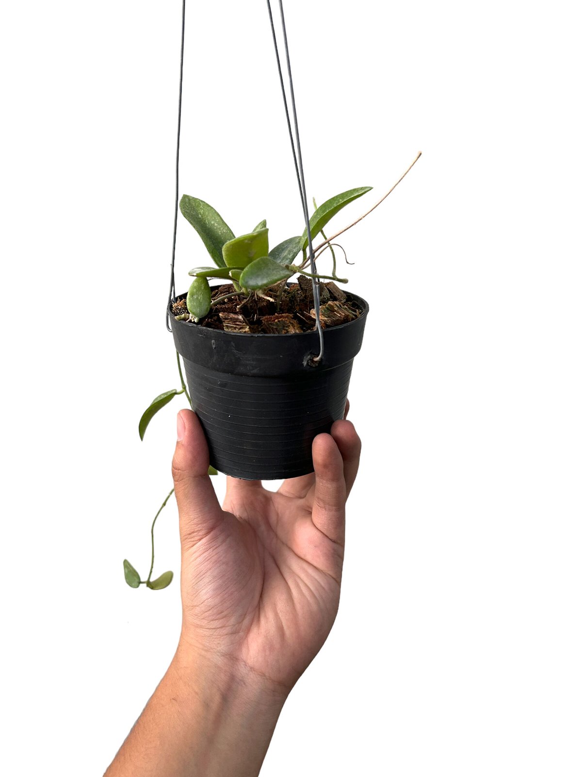 珍種ホヤ トムソニー Hoya thomsonii white Splash 珍種ホヤ トムソニー Hoya thomsonii white Splash