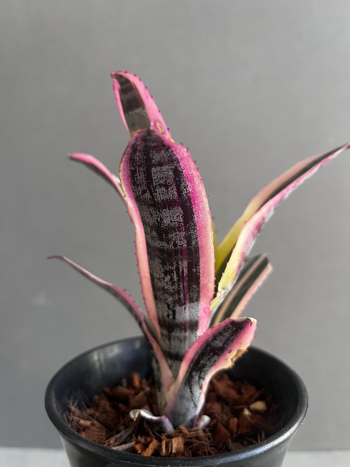 希少　Aechmea Otto エクメア　オットー　超美株　タンクブロメリア エクメア オットー 「Aechmea Otto」40A | SHOUCHIKUEN