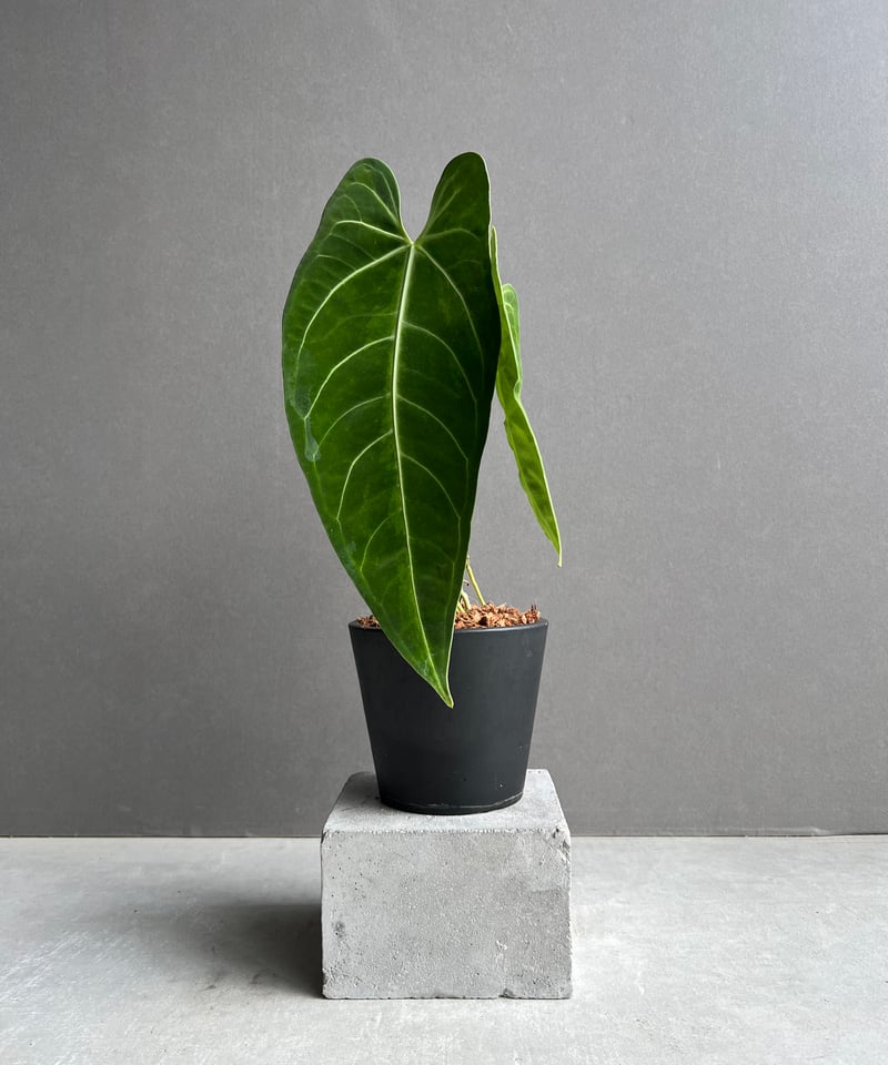 アンスリウム ハイブリッド 斑入 「Anthurium hybrid Variegated