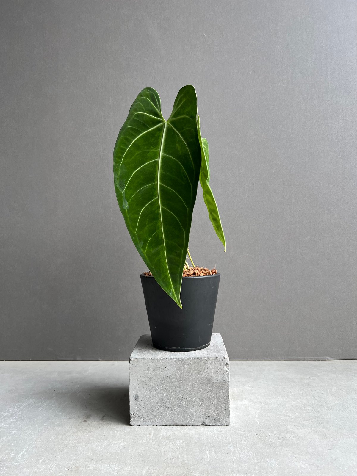 アンスリウム　anthurium ハイブリッド 🧡🖤Anthurium 【antolakii ✖︎ 'AOS' df】 × 'Red crystal
