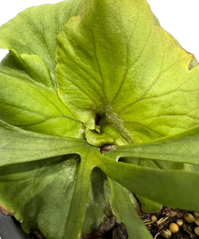 ビカクシダ P.Kitshakood small leaf 2025.5/30〜】板付ビカクシダ P. kitshakood thin leaf |