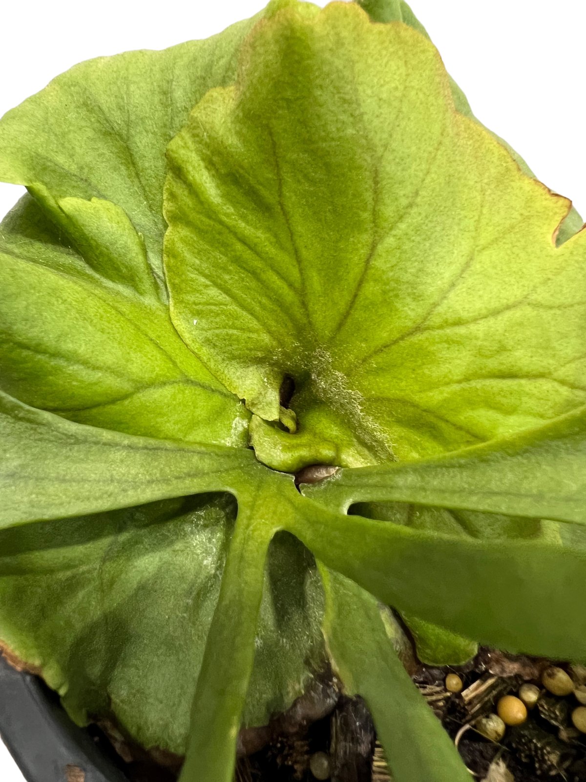 ビカクシダ キッチャクード細葉(by ヌクル) 「Platycerium kitshakoo