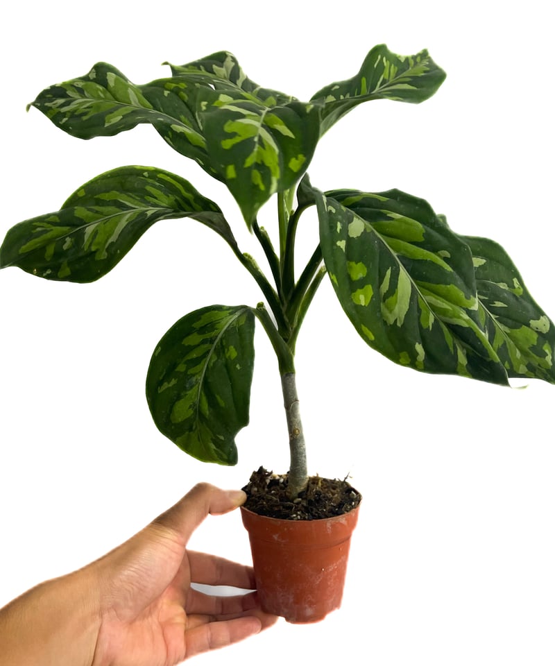 アグラオネマ ピクタム トリカラー “選抜個体”「Aglaonema pictum trico