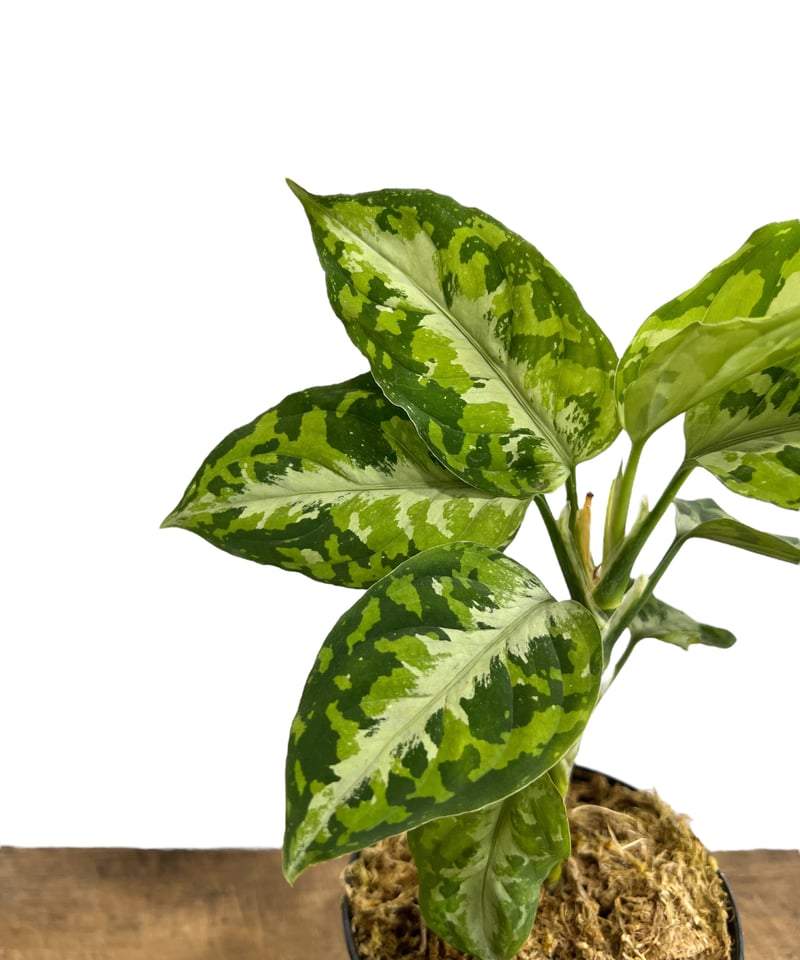 アグラオネマ ピクタム トリカラー「Aglaonema pictum tricolor アグラオネマ ピクタム トリカラー「Aglaonema pictum tricolor
