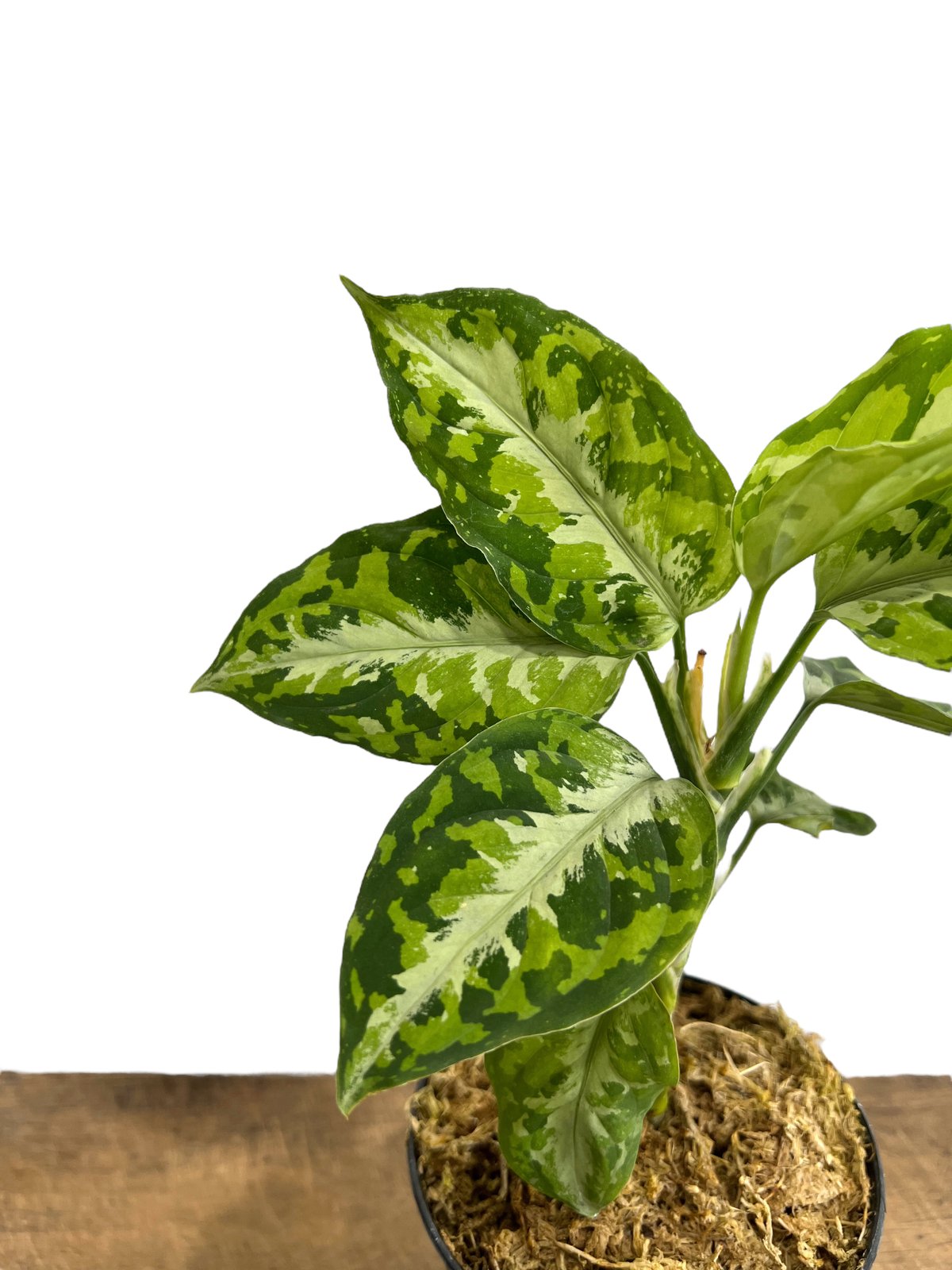 アグラオネマ ピクタム トリカラー「Aglaonema pictum tricolor アグラオネマ ピクタム トリカラー「Aglaonema pictum tricolor