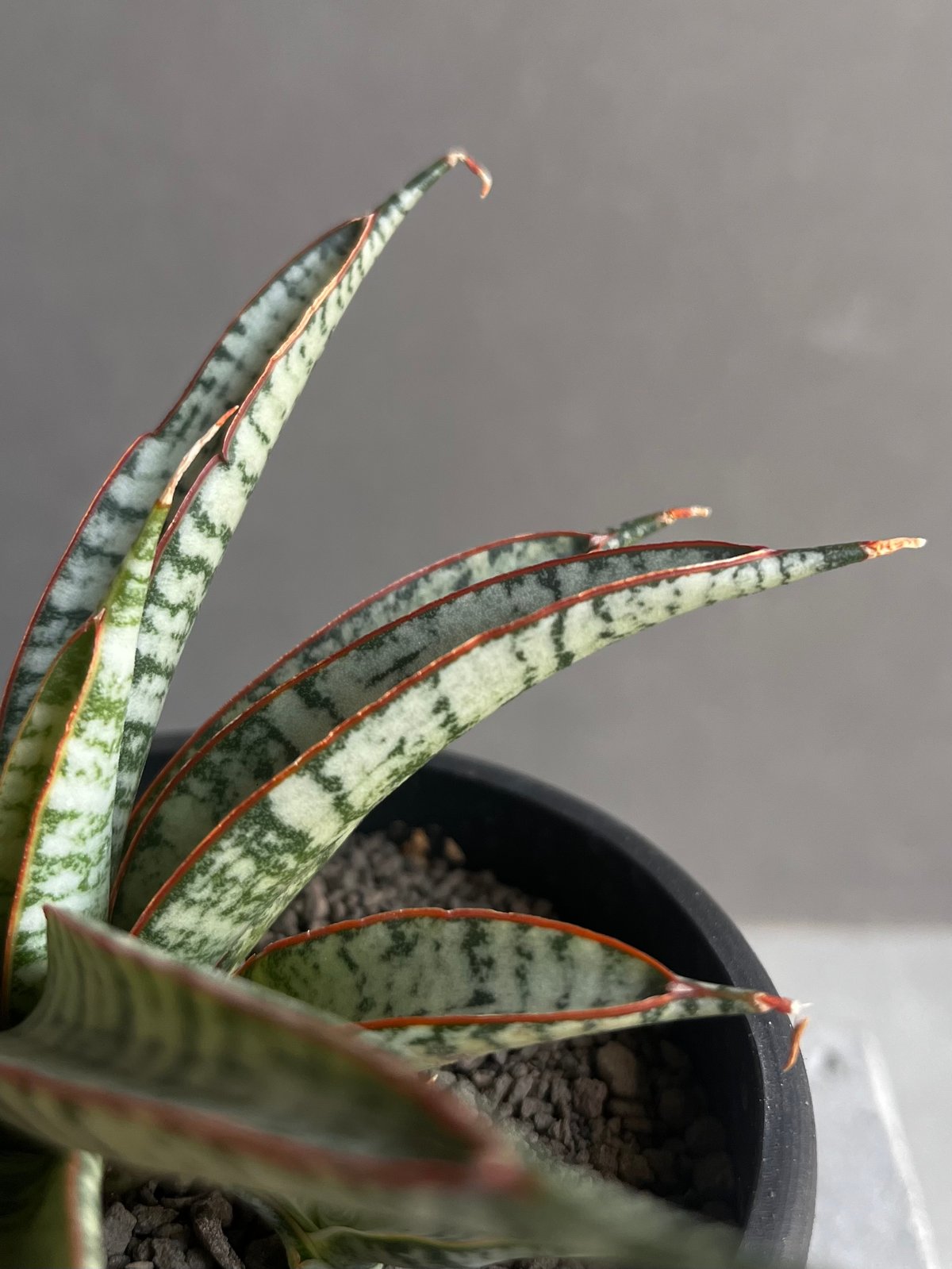 サンセベリア サンシャイン エンジェル 「Sansevieria Sunshine