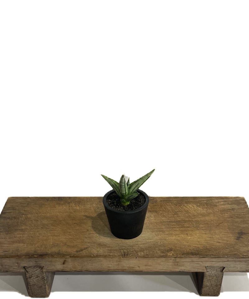 サンセベリア ジュピター「Sansevieria Jupiter」30E-1 | SHOUCH