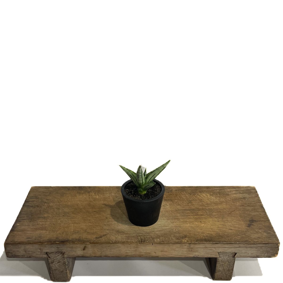 サンスベリア ジュピター Sansevieria Jupiter サンセベリア ジュピター「Sansevieria Jupiter」30E-1 | SHOUCH