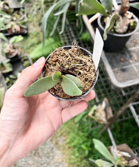 ビカクシダ】P. willinckii YMDS pup【子株】2