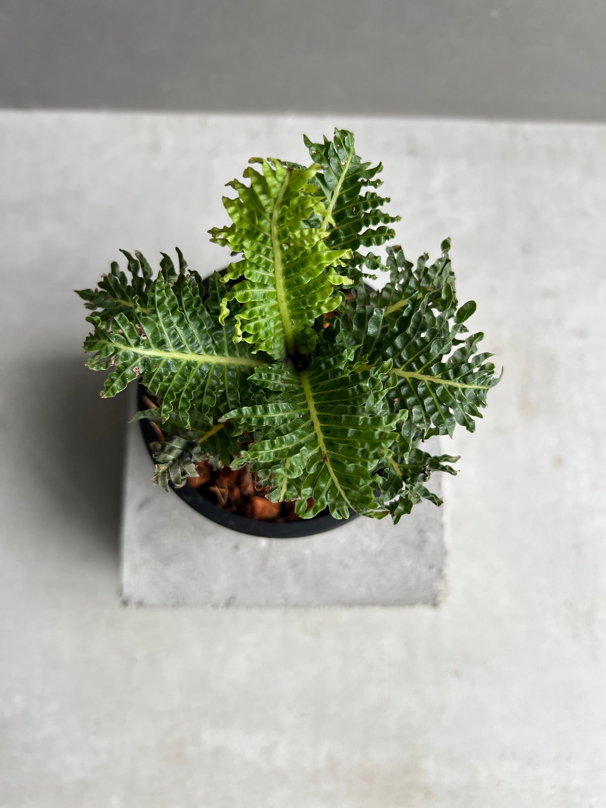 ブレクナム ギッバム ドワーフ ブレクナム ギッバム ドワーフ 「Blechnum gibbum Dwarf 」4F