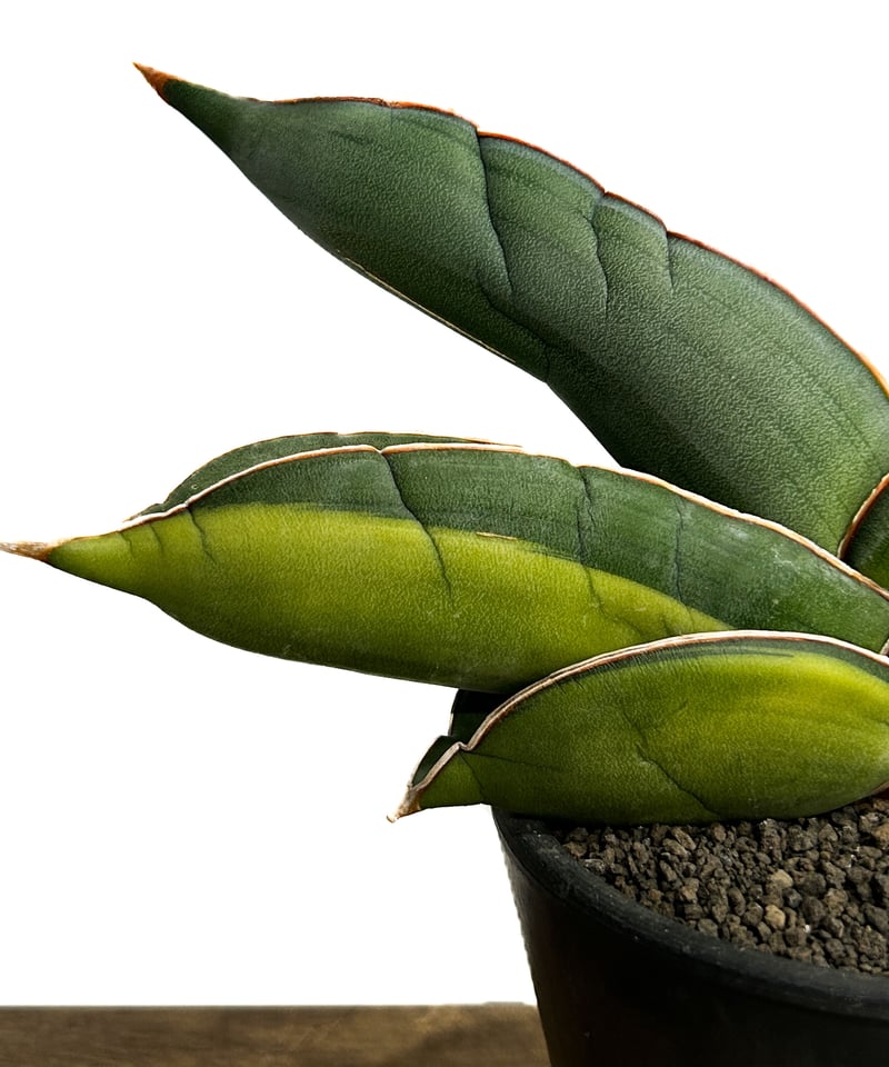 サンセベリア バナナ 斑入 “スーパー ファット”「Sansevieria ehrenberg