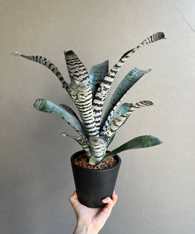 エクメア チャンティニー “ヤングターク” 「Aechmea chantinii “Young