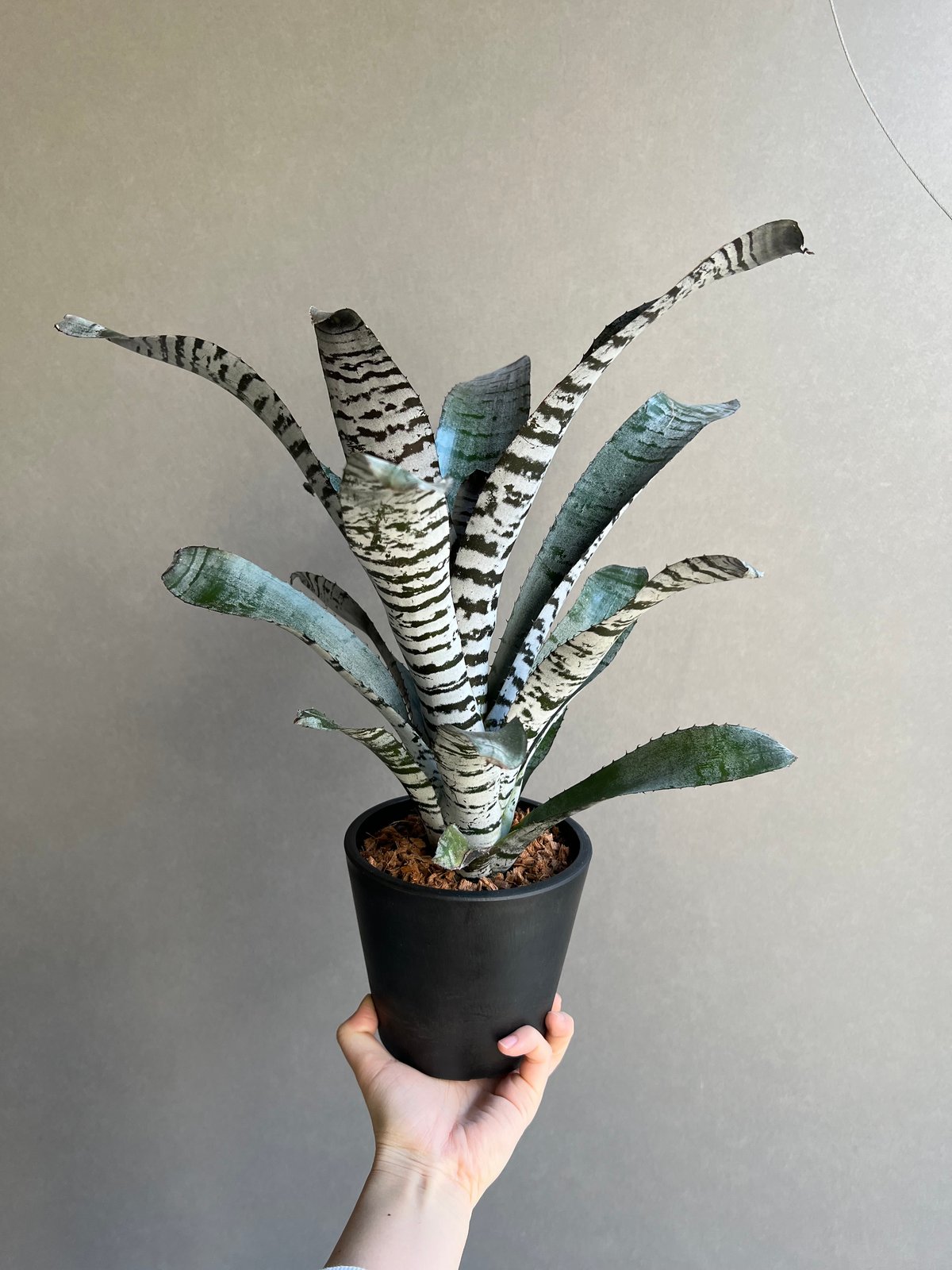 エクメア チャンティニー “ヤングターク” 「Aechmea chantinii “Young