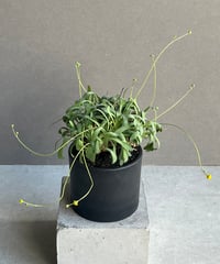 サンセベリア サフルティコサ ブラック 黄斑「Sansevieria suffruticosa