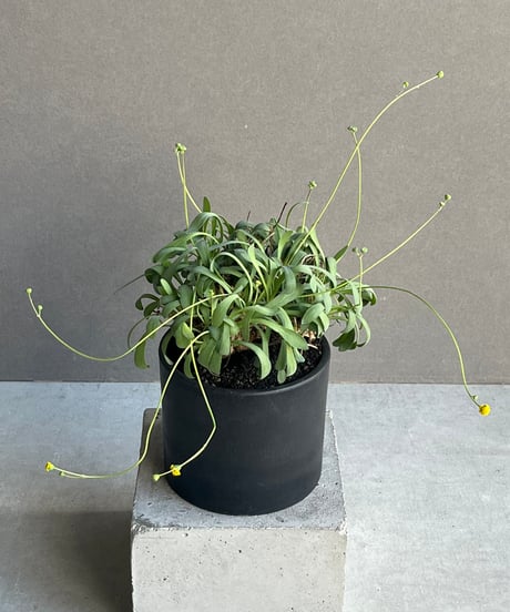 CATEGORY Plants | SHOUCHIKUEN