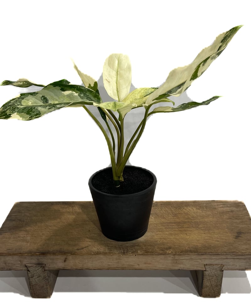 アグラオネマ マニラズ プライド 斑入「Aglaonema Manila's Pride va