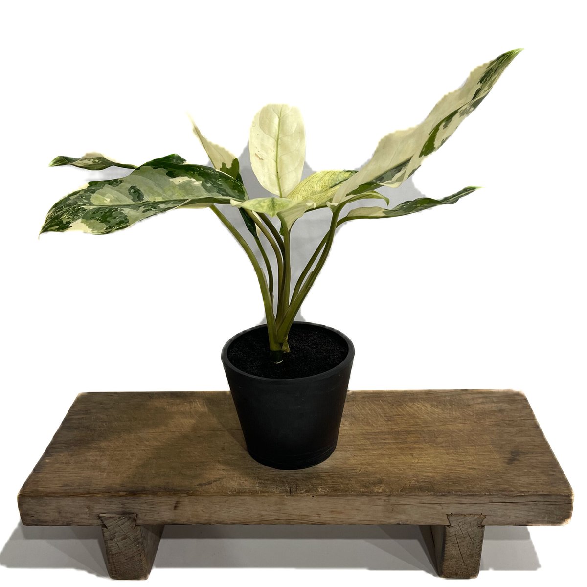 超希少❗️アグラオネマ　マニラプライド✨ アグラオネマ マニラズ プライド 斑入「Aglaonema Manila's Pride va