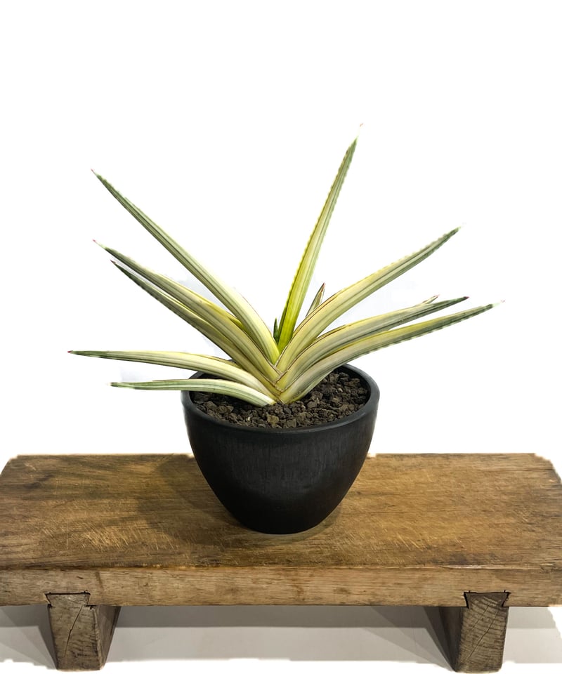 サンセベリア ロイヤルクラウン 斑入り「Sansevieria royal crown var
