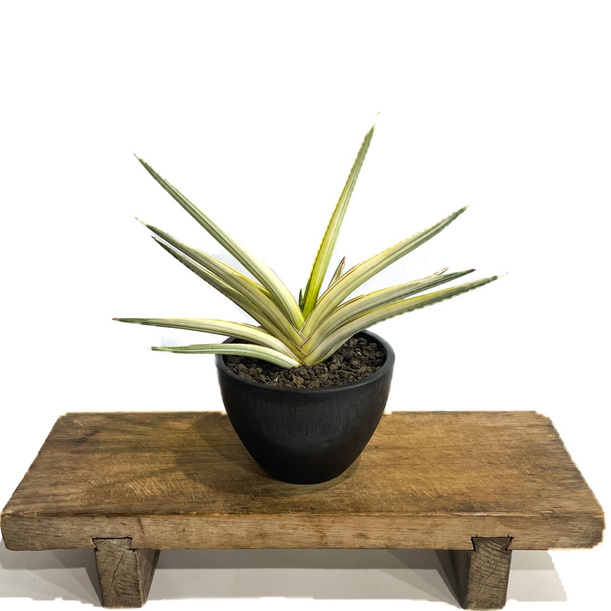 サンセベリア ロイヤルクラウン 斑入り「Sansevieria royal サンセベリア ロイヤルクラウン 斑入り「Sansevieria royal