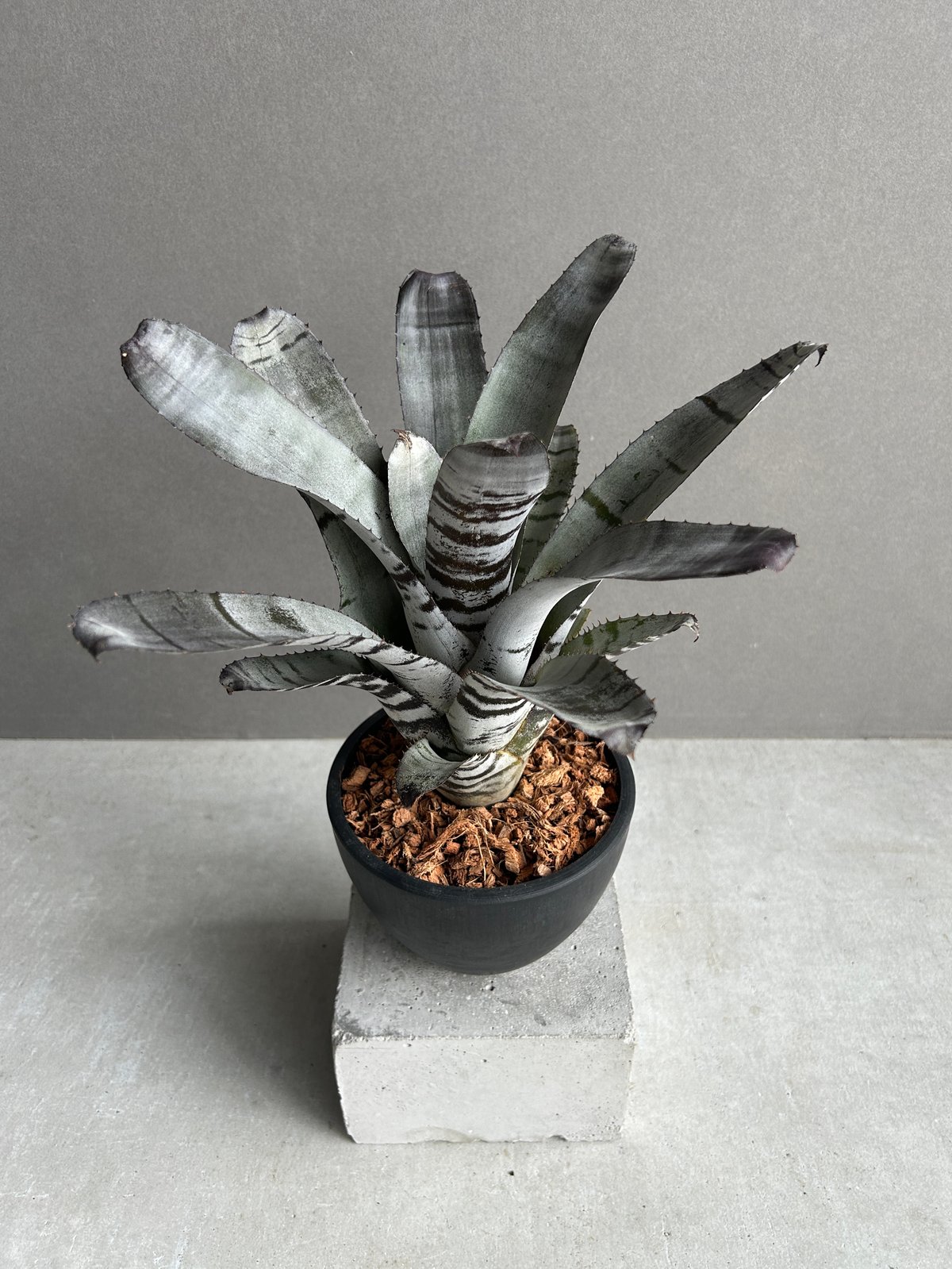 エクメア ブラックビューティー 子株付き エクメア ブラックビューティー 子株付き