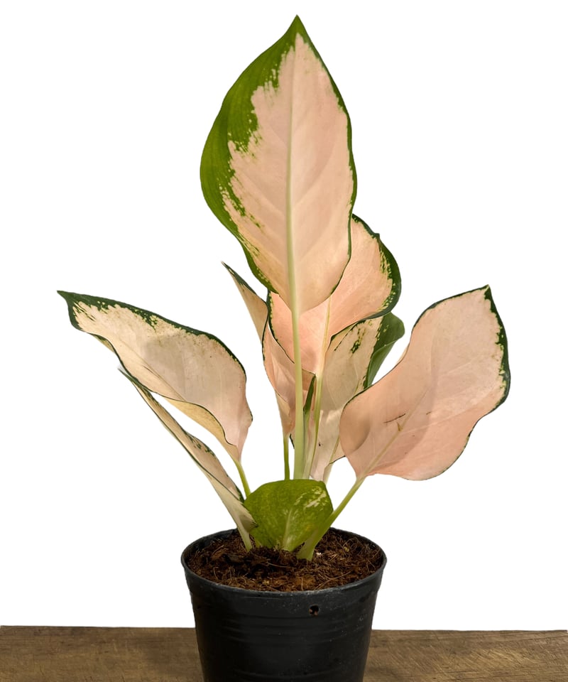 アグラオネマ コーチン ピーチ 「Aglaonema Cochin Peach」99L | S