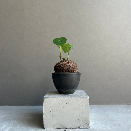 ステファニア ステファニア | STORES