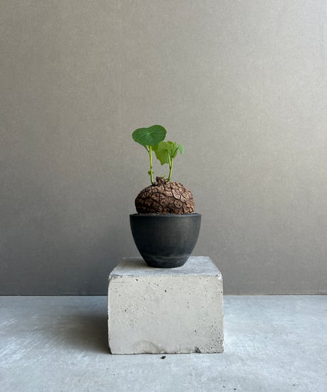 流線美。。特大天然アセビ。 流線美 特大天然アセビ 天然木 アセビ（馬酔木） その他アート