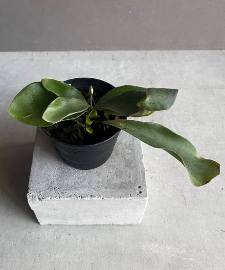 コンパクトでオシャレ❣ビカクシダ⭕️リドレイ⭕️ドワーフ コルク付