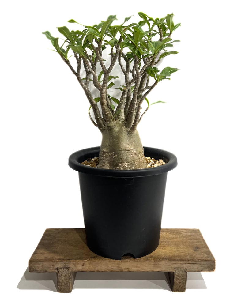 アデニウム アラビカム バオバブスタイル「Adenium arabicum 'Baobab S