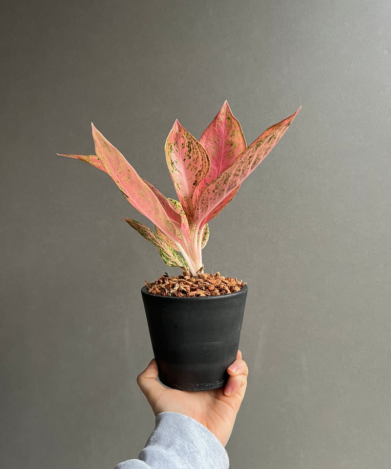 アグラオネマ タマラ 「Aglaonema Tamara」62X | SHOUCHIKUEN