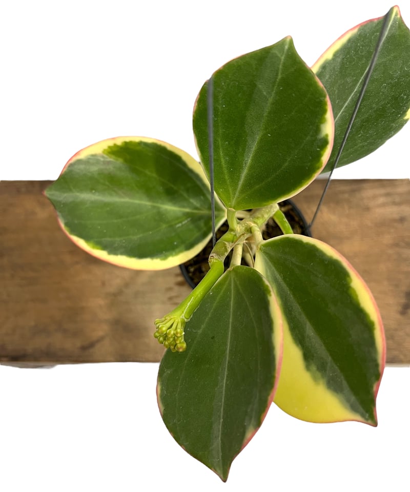 セール珍種 ホヤ　パキクラーダ pachycladas small leaves 4