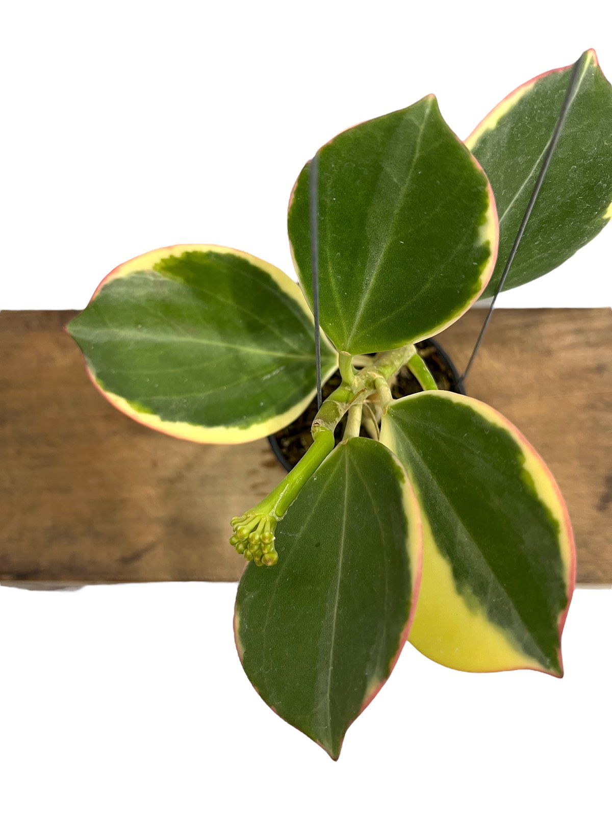 fit=scale-down,w=1200