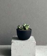 サンセベリア サドワラ ケーブス 斑入 Sansevieria Sudwala caves v