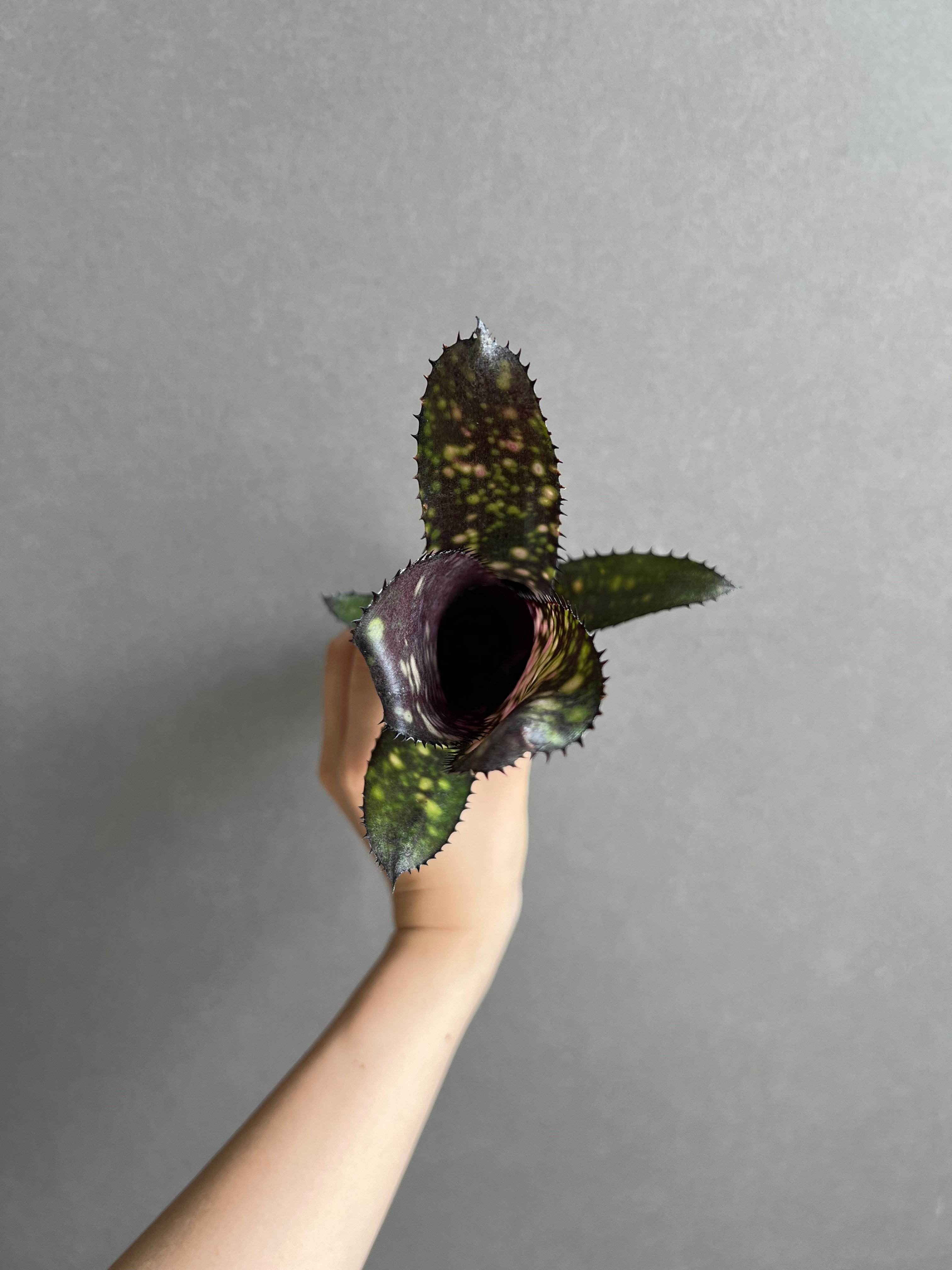 Billbergia Obi - Wan　ビルベルギア　オビワン② ビルベルギア オビ-ワン 「Billbergia Obi - Wan」2E | SHOUCHI