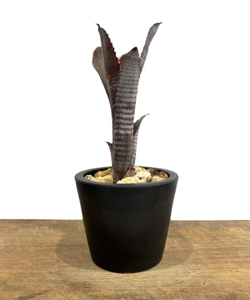 ビルベルギア ディッピン ドッツ 「Billbergia Dippin Dot」77H