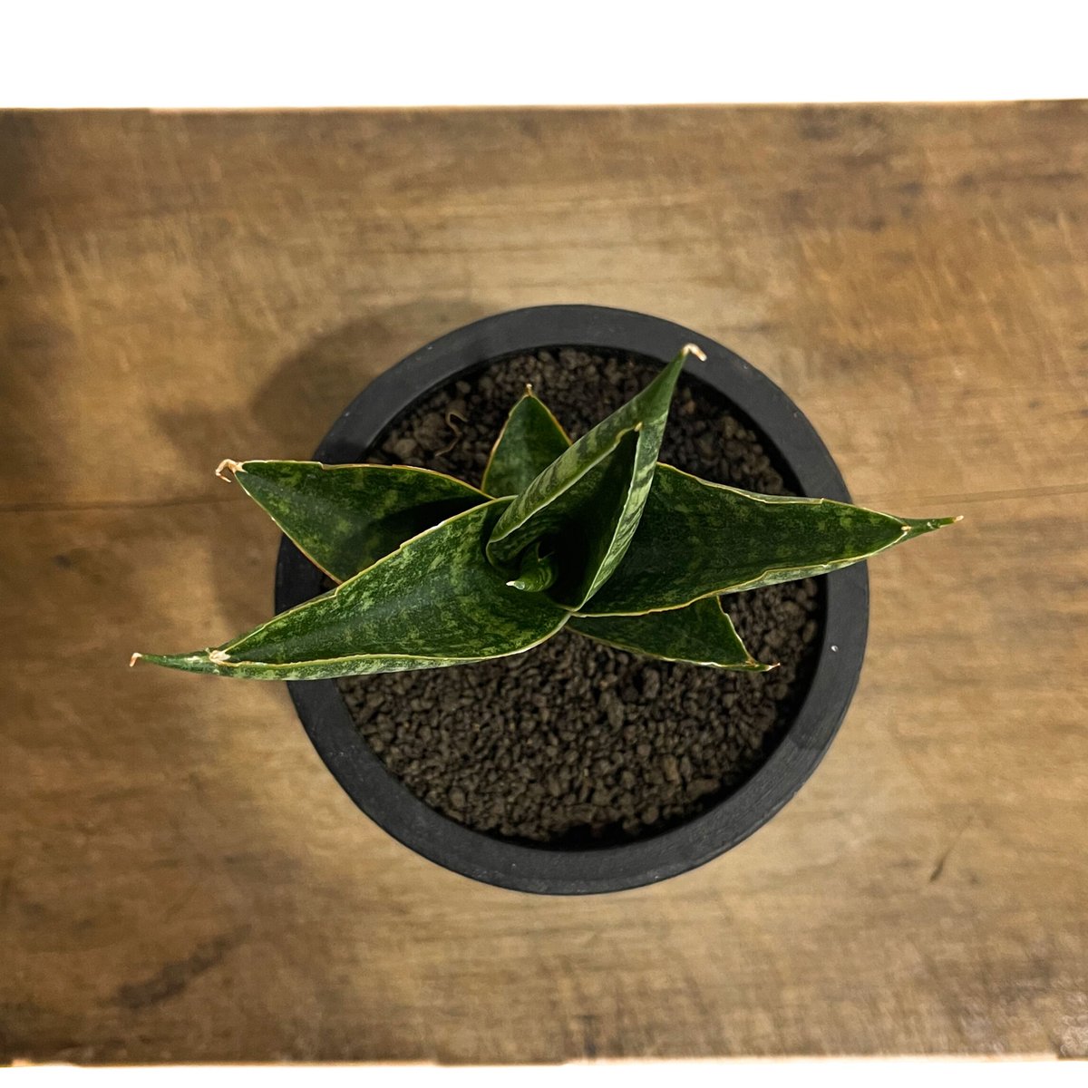 サンスベリア ダウンシー 斑入り サンセベリア sansevieria