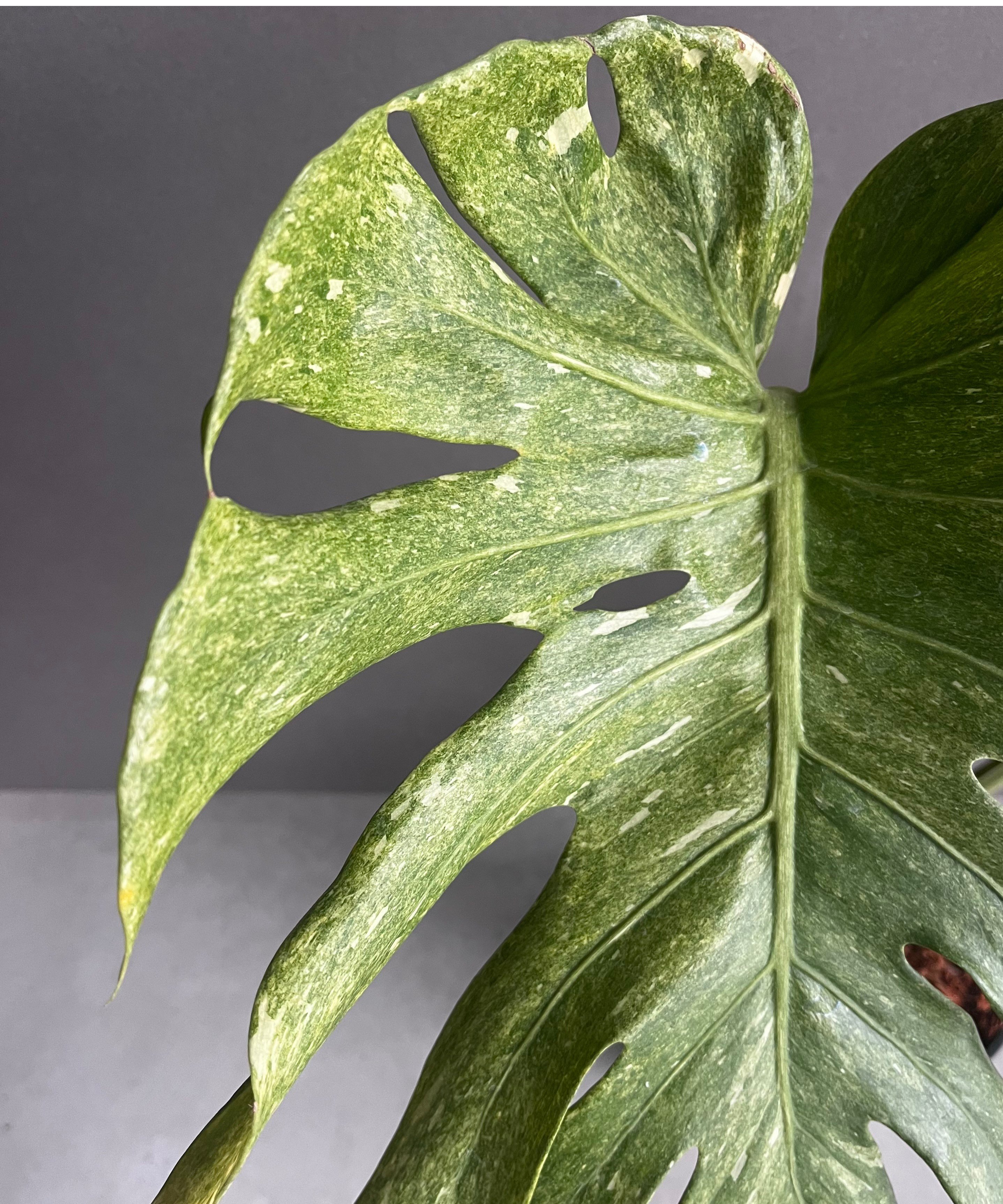 モンステラ プラチナム 「Monstera deliciosa var platinum」54