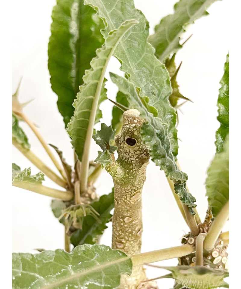 ドルステニア　ジプソフィラ ドルステニア ジプソフィラ 接ぎ木「Dorstenia gypsophila 」5