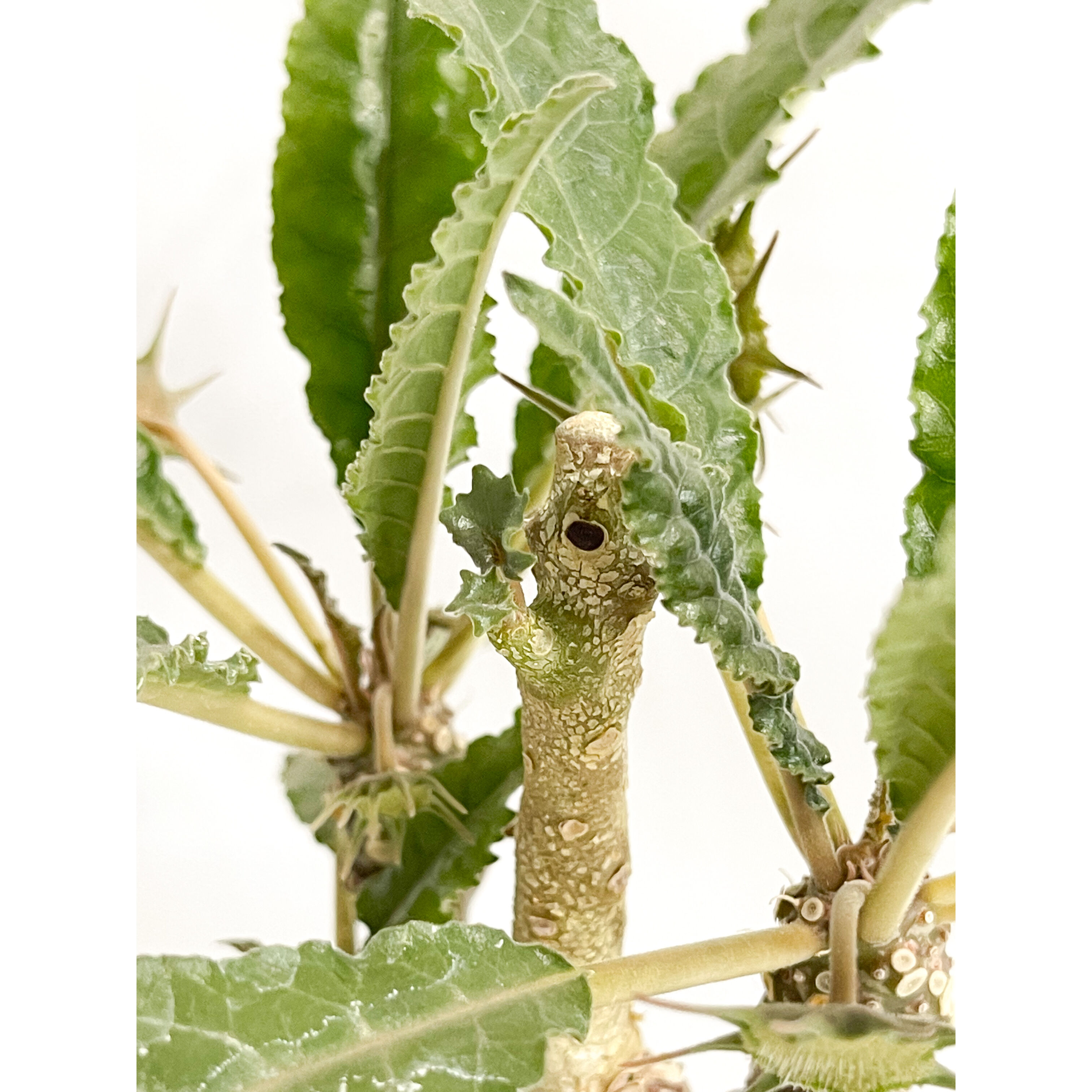 ドルステニア ジプソフィラ 接ぎ木「Dorstenia gypsophila 」5/11-47