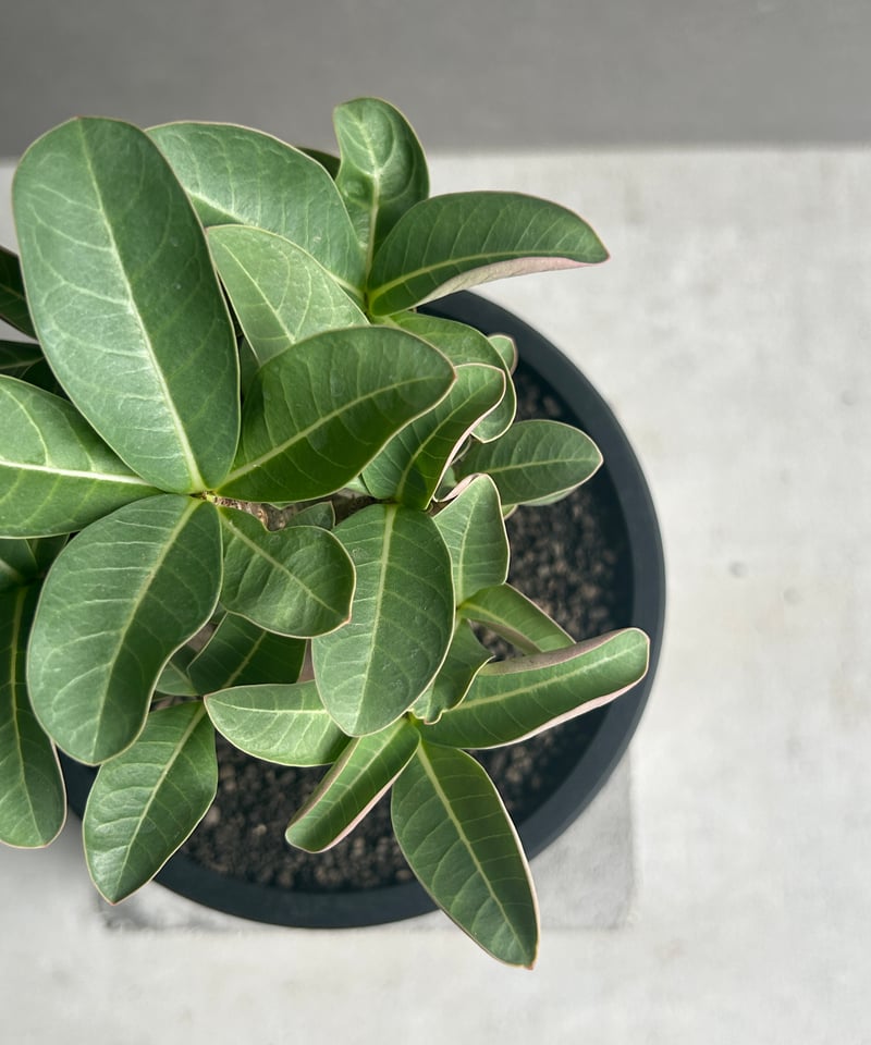 アデニウム アラビカム スーパー ドワーフ “ブラック” 「Adenium
