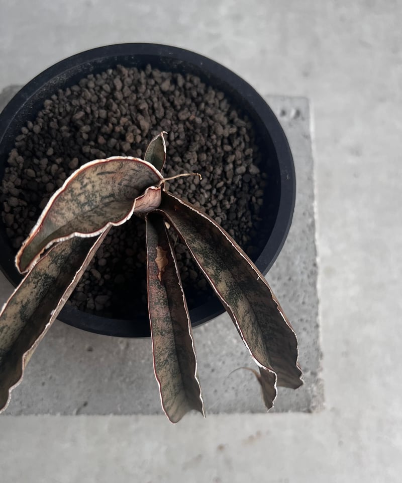 サンセベリア ピンクパンサー 「Sansevieria Pink Punter」35F | S