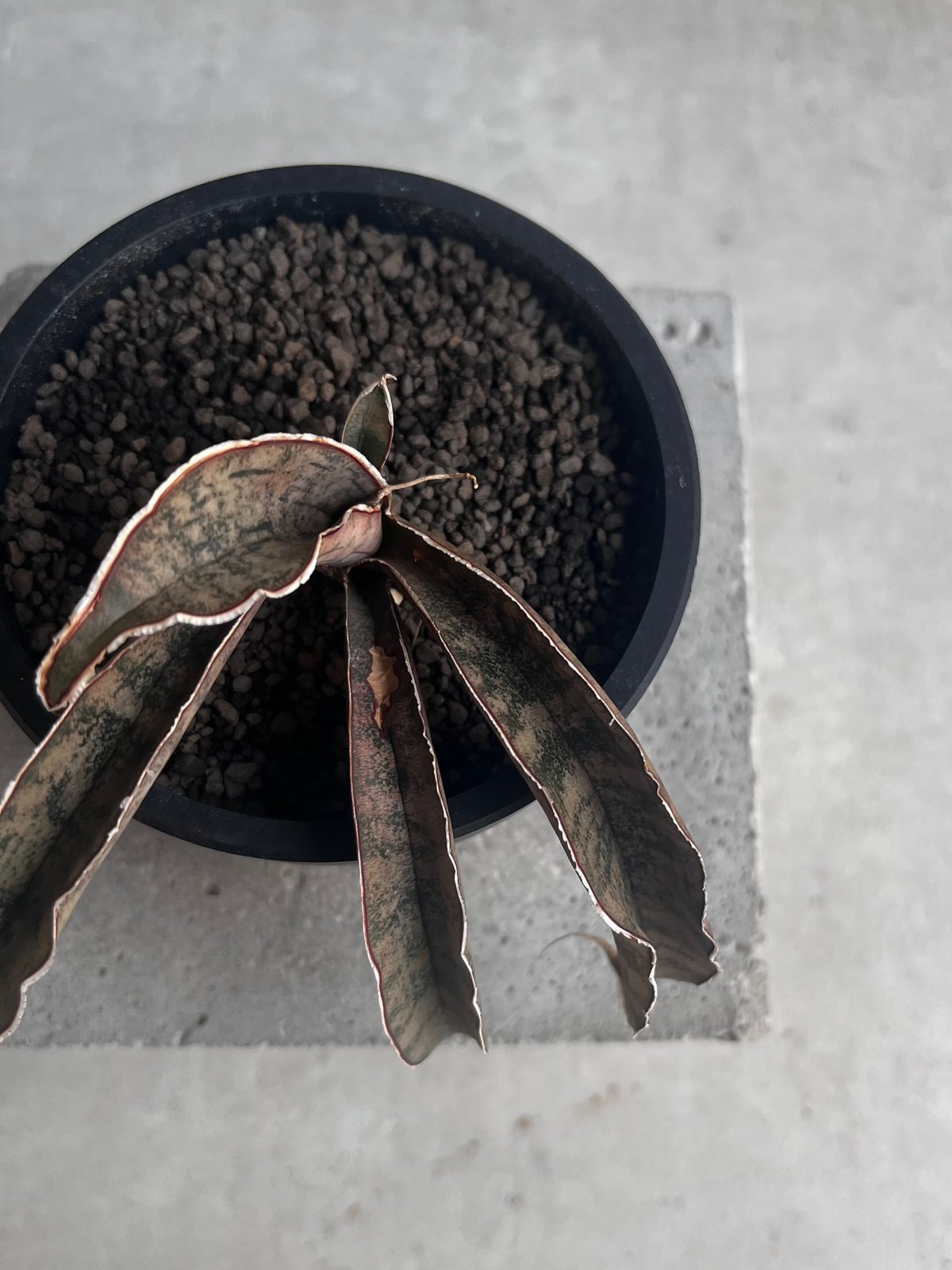 EMP サンセベリア ピンクパンサー OC株 / レア SA348 EMP サンセベリア