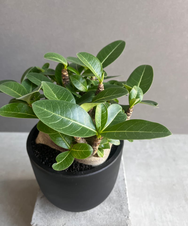 アデニウム アラビカム スーパー ドワーフ “ブラック” 「Adenium