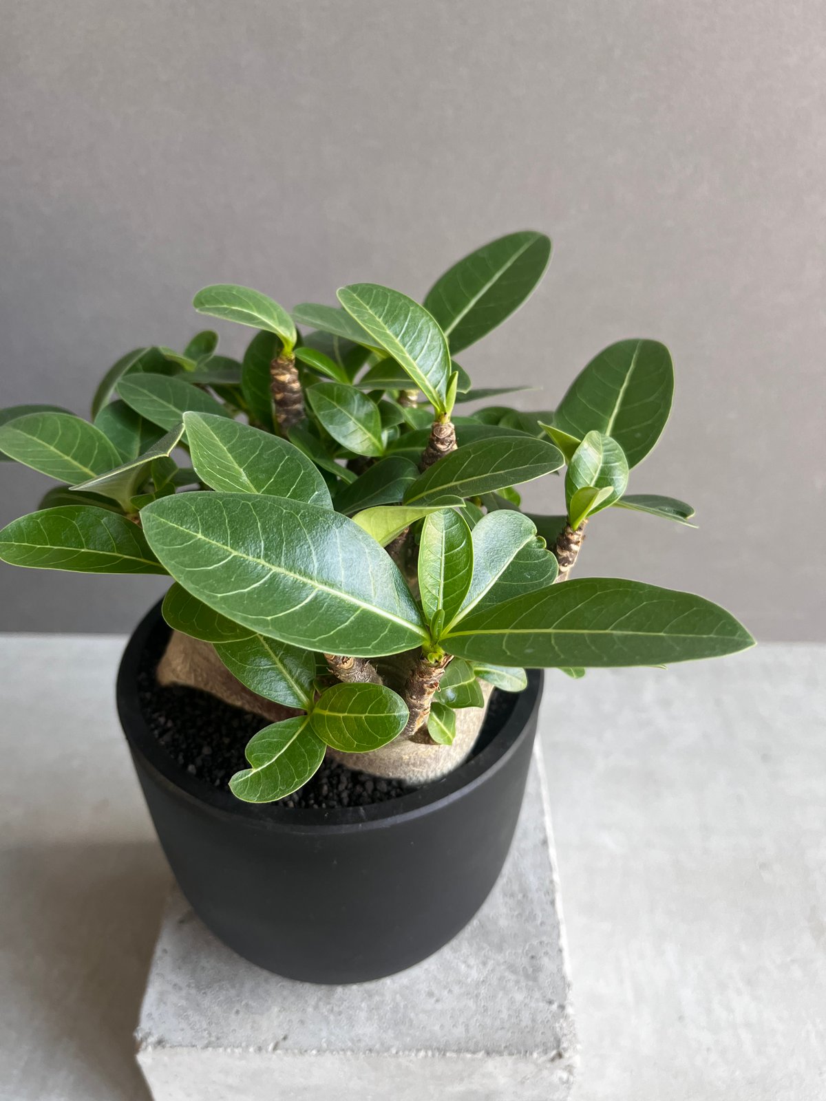 アデニウム アラビカム スーパー ドワーフ “ブラック” 「Adenium