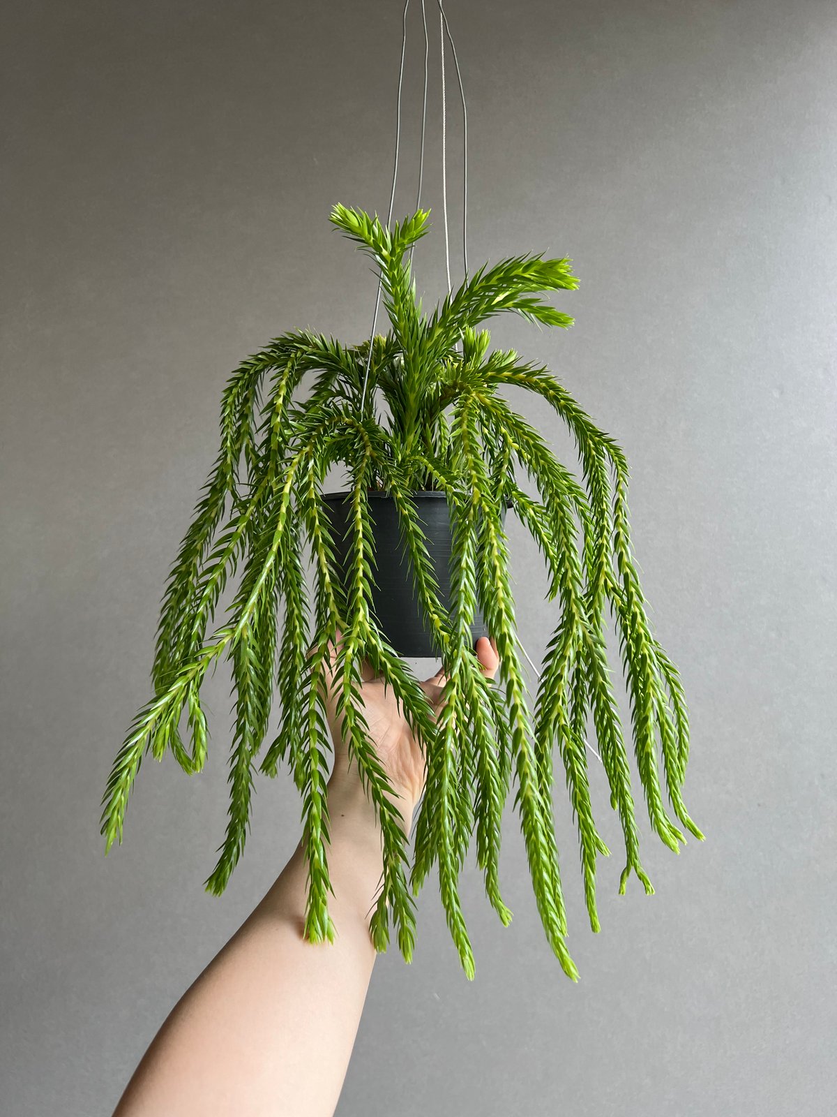 フペルジア フレグマリア 「Huperzia phlegmaria」77D | SHOUCHI