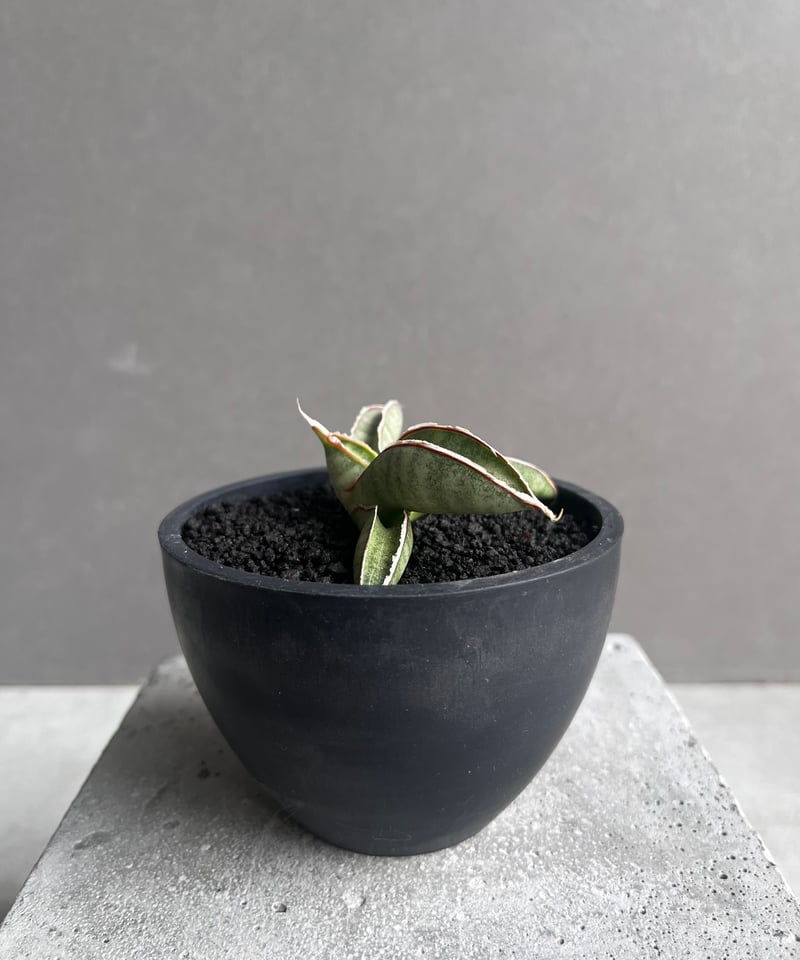サンセベリア エイレンシス 「Sansevieria eilensis Lav.10178」3