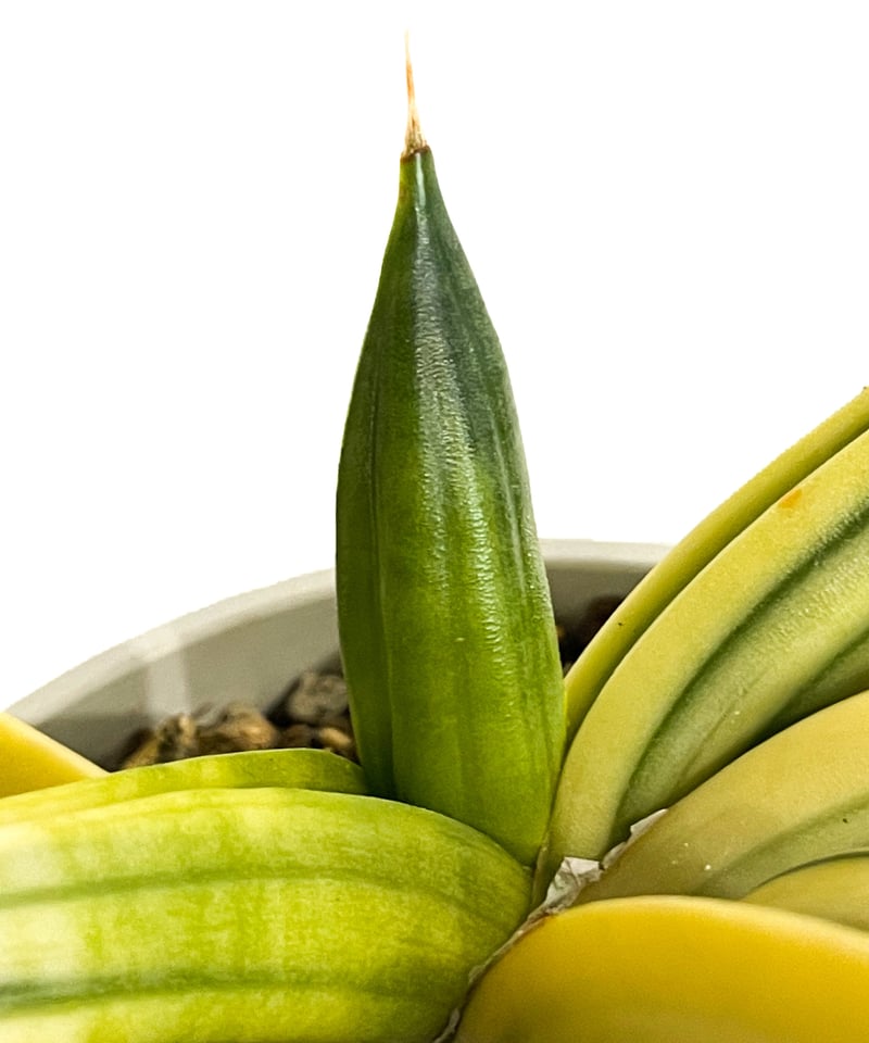 サンセベリア パテンス 斑入(選抜個体) 「Sansevieria patens var.」1