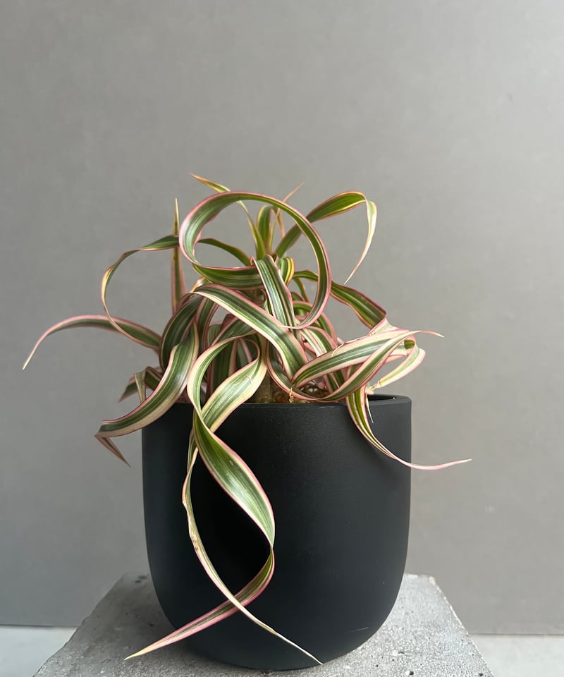 ドラセナ キュンティ「Dracaena concinne Kuhnty」79M | SHOUC