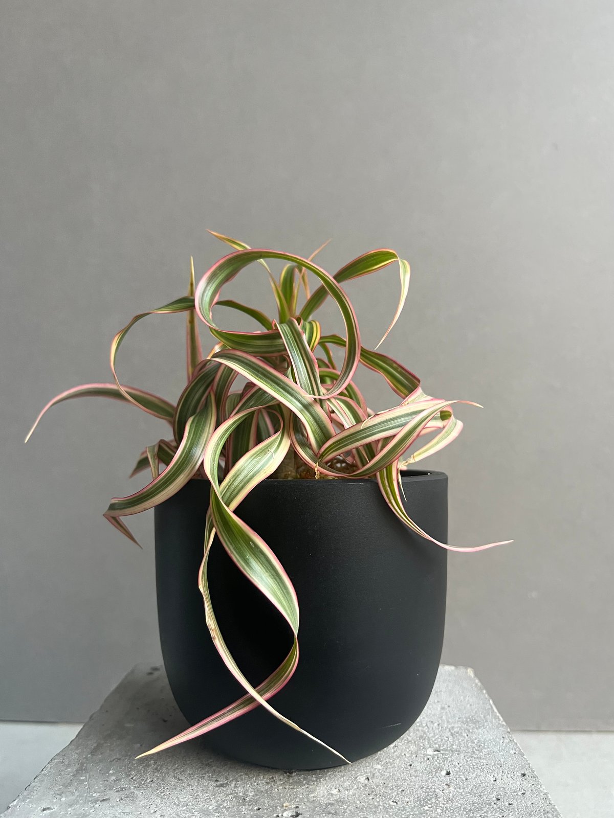 ドラセナ キュンティ「Dracaena concinne Kuhnty」79M | SHOUC